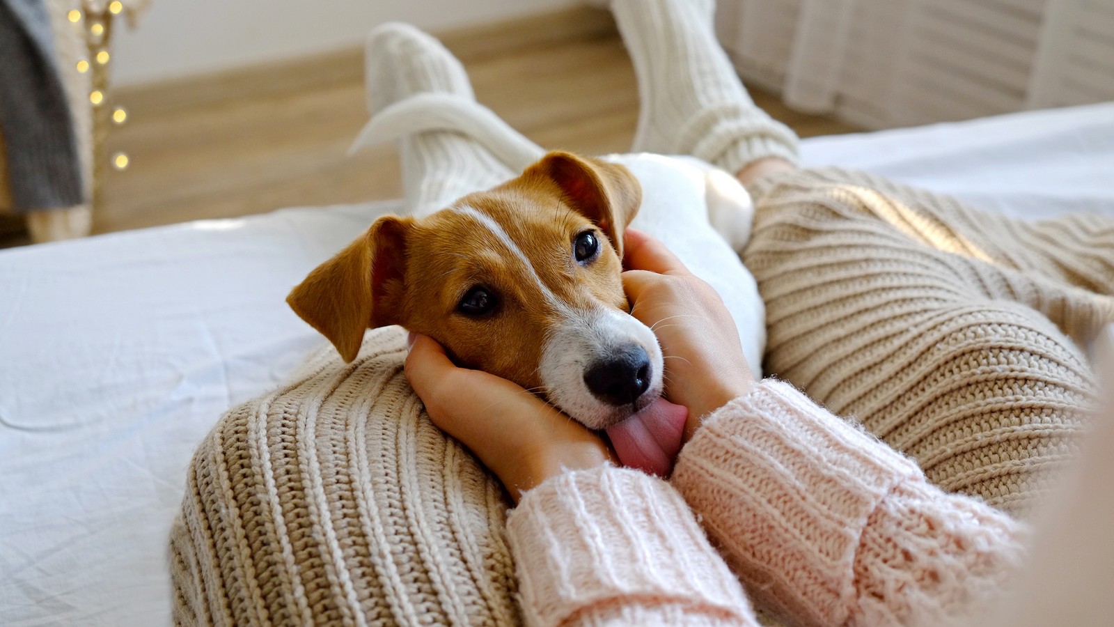 5 Gründe: Darum leckt dein Hund dich ab! 72 Hund