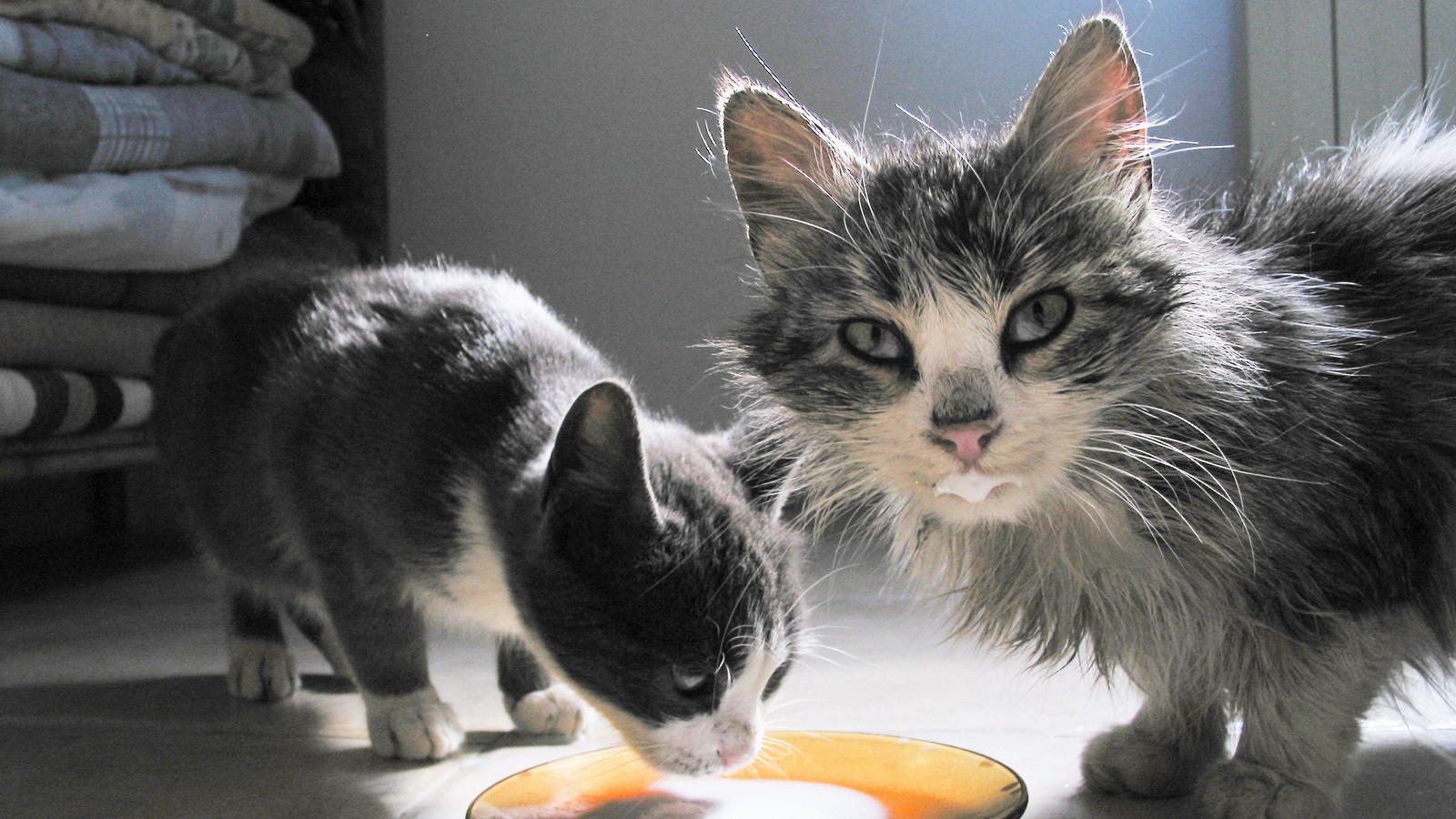 Katzen trinken Milch