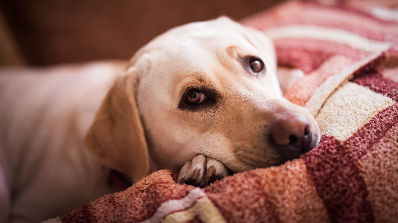 Das steckt hinter dem Hundeblick