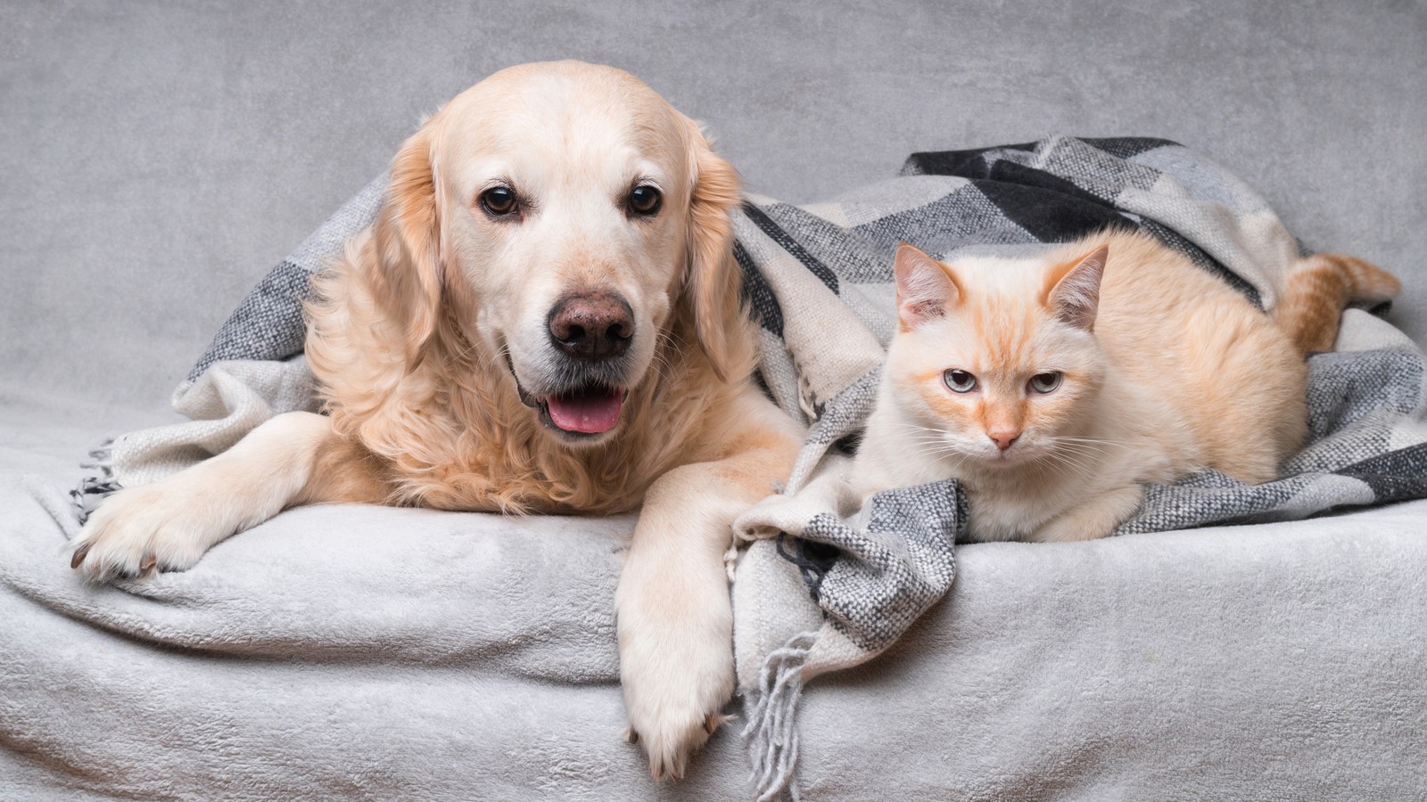 Hund oder Katze: Welches Tier ist schlauer? 72 Hund und Katze
