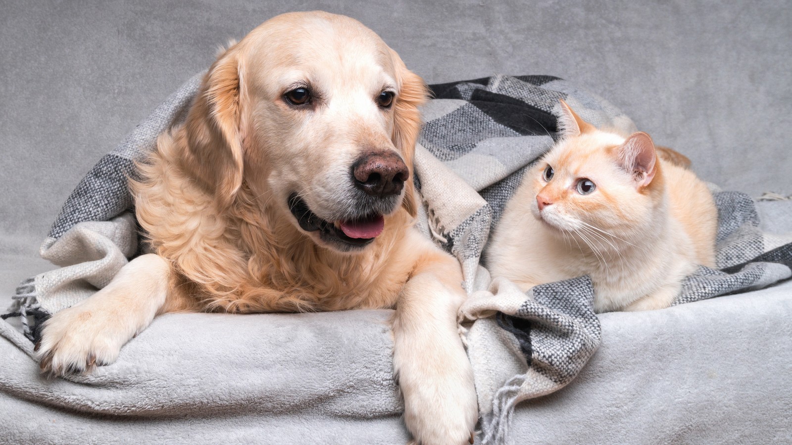 Hund und Katze