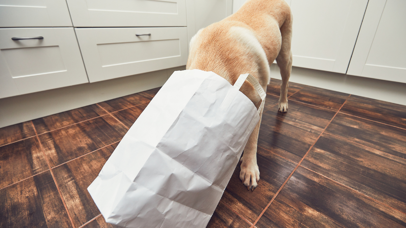 Darum können Tüten für Hunde und Katzen tödlich sein 72 Erstickungsgefahr für Haustier