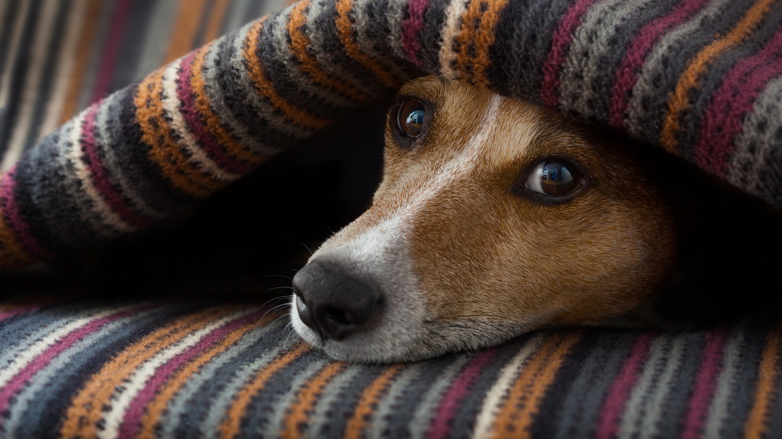 Diese 7 Fehler macht fast jeder Hundehalter 72 Hund