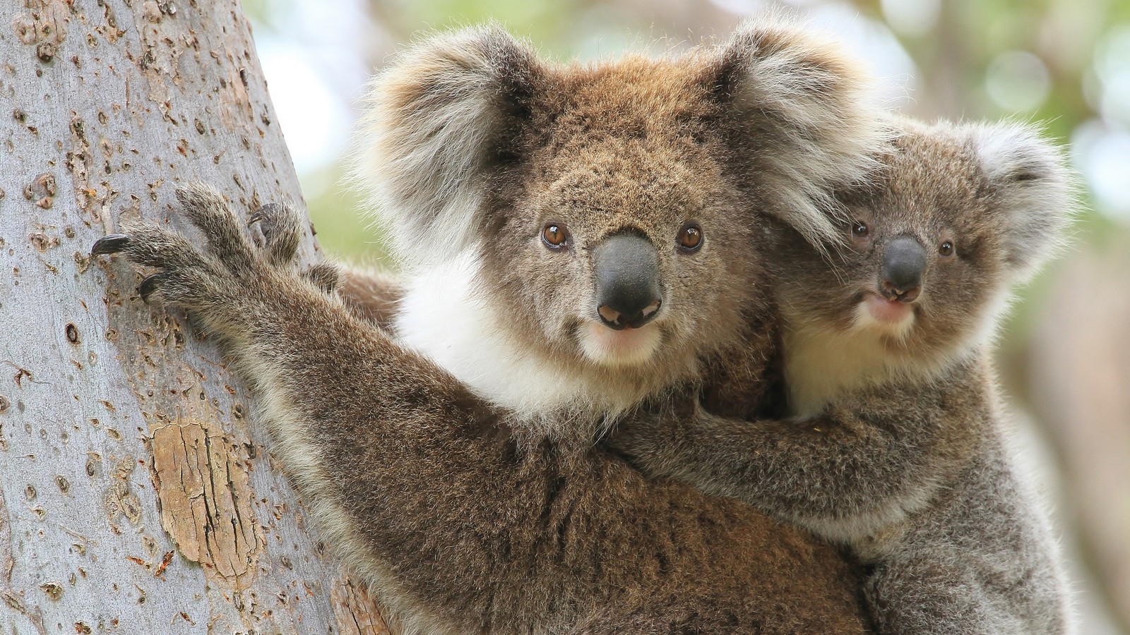 Erstes Koala-Baby nach Buschbränden in Australien geboren 61 Koala