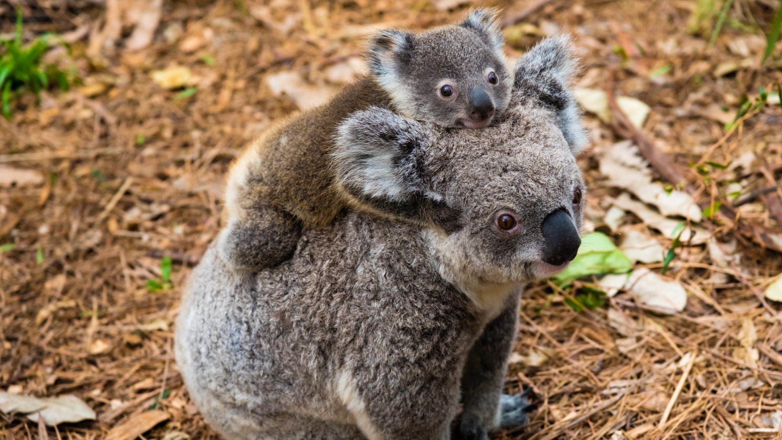 Erstes Koala-Baby nach Buschbränden in Australien geboren 72 Koala
