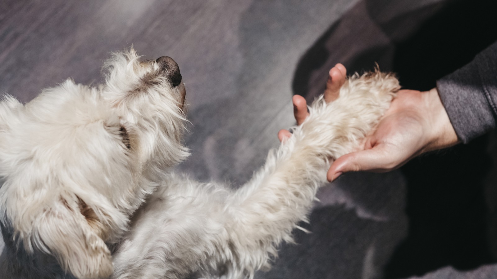 Darum geben Hunde wirklich Pfötchen 72 Hund