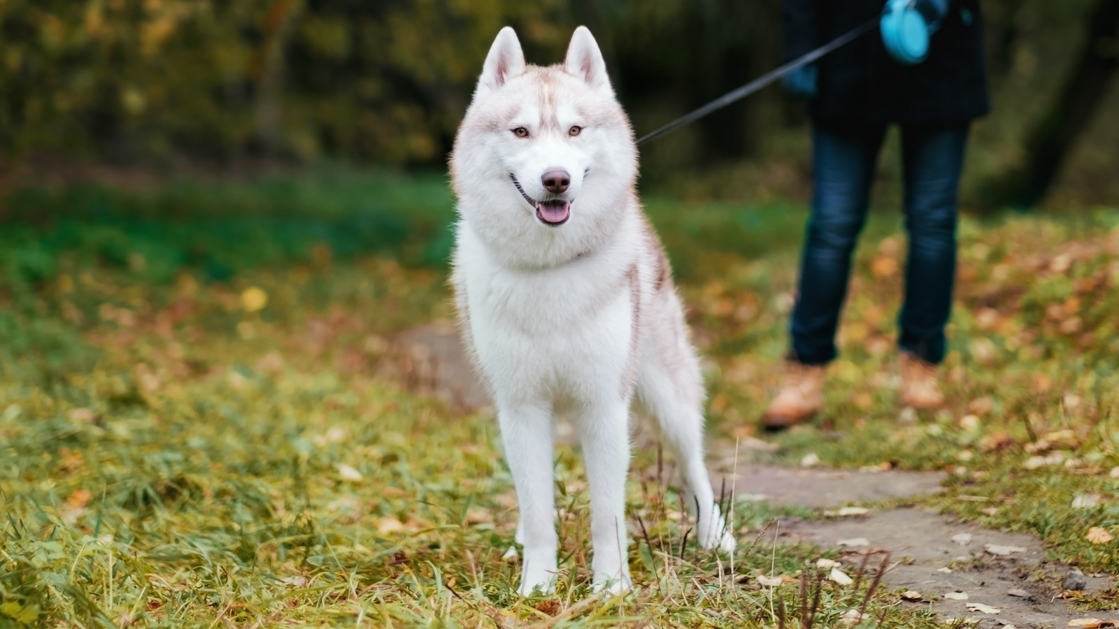 Diese 4 Dinge solltest du niemals mit einem fremden Hund machen 72 Hund