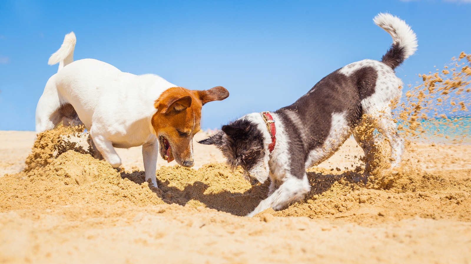 Darum tut dein Hund manchmal diese 7 komischen Dinge 72 Hund