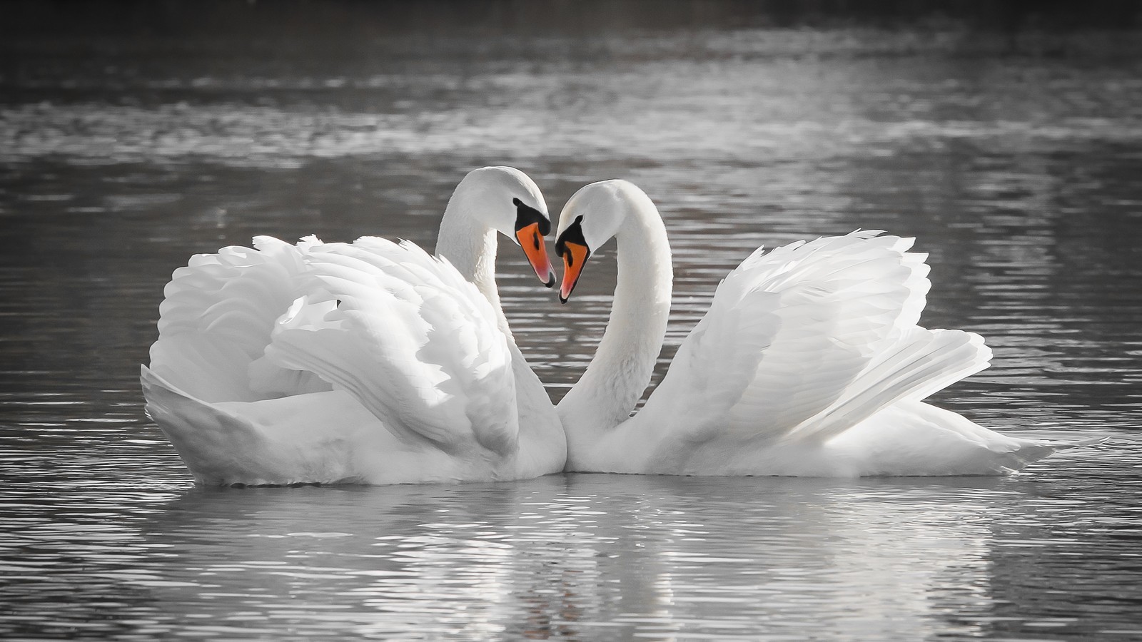 Schwan