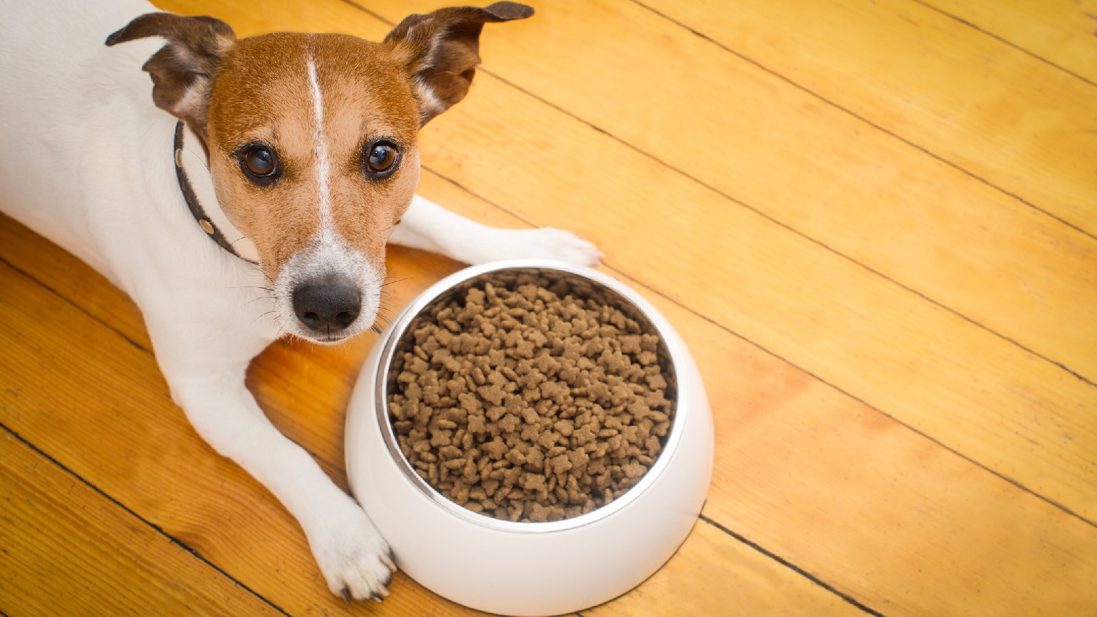 Diese 4 Dinge solltest du nie tun, wenn dein Hund gefressen hat 72 Hund 1