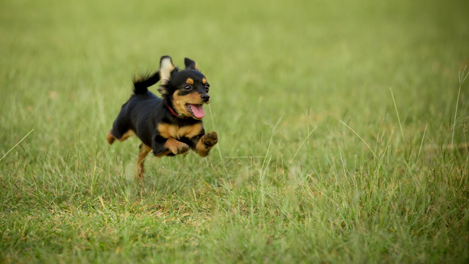 Darum liegt dein Hund gern auf dem Rücken