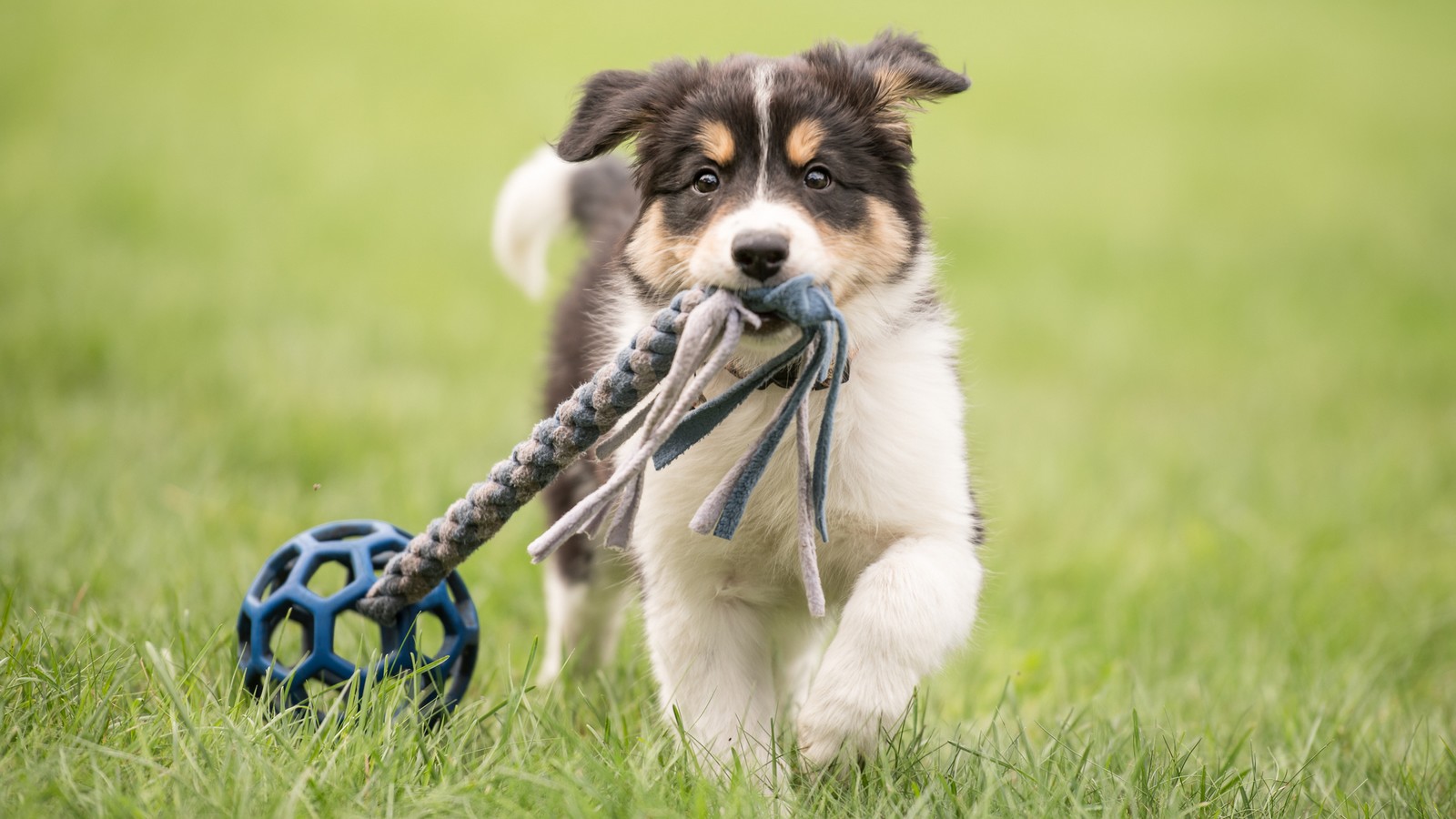 Diese 4 Fehler solltest du bei deinem Hund nie machen 72 Hund