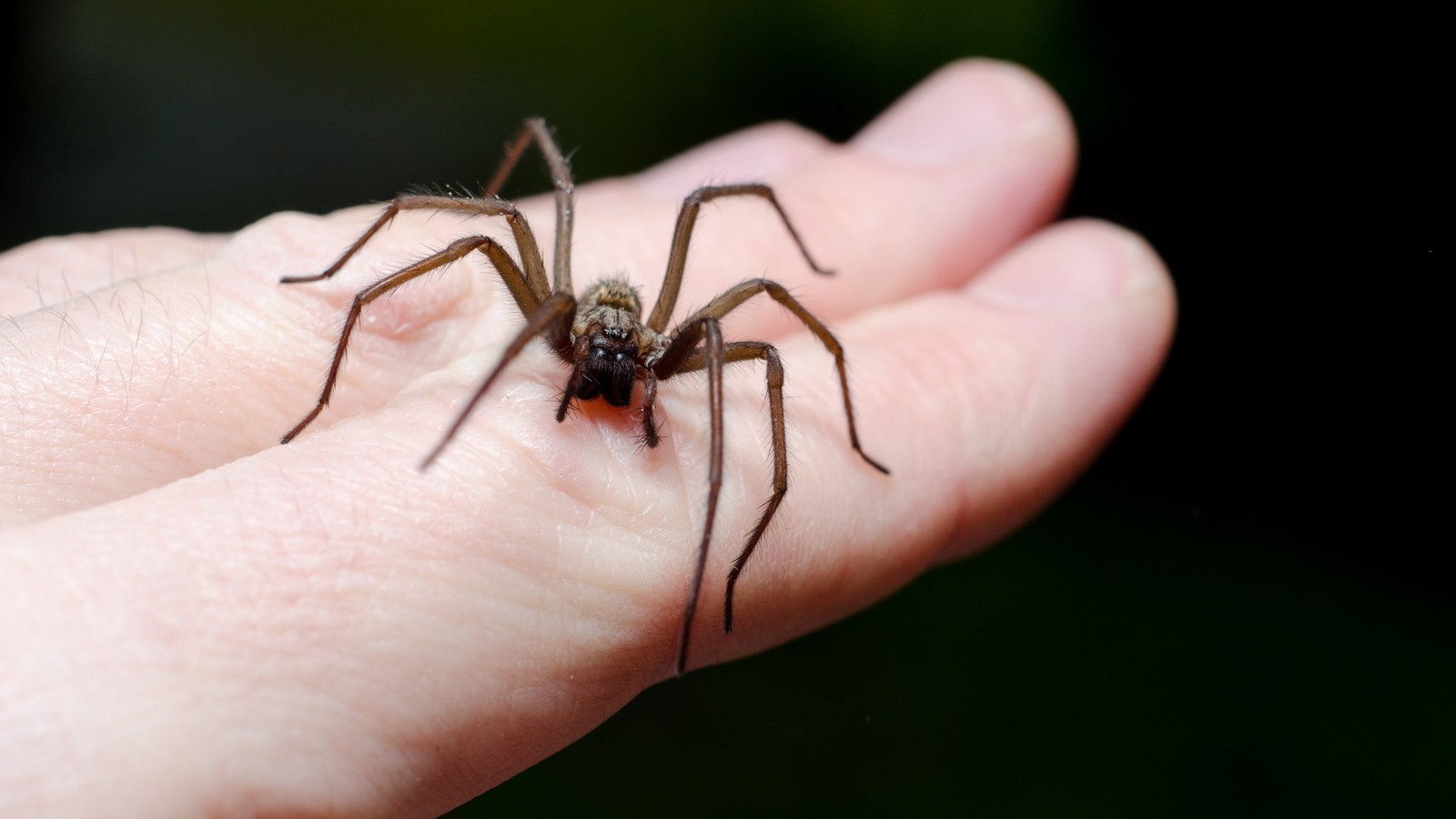Spinne