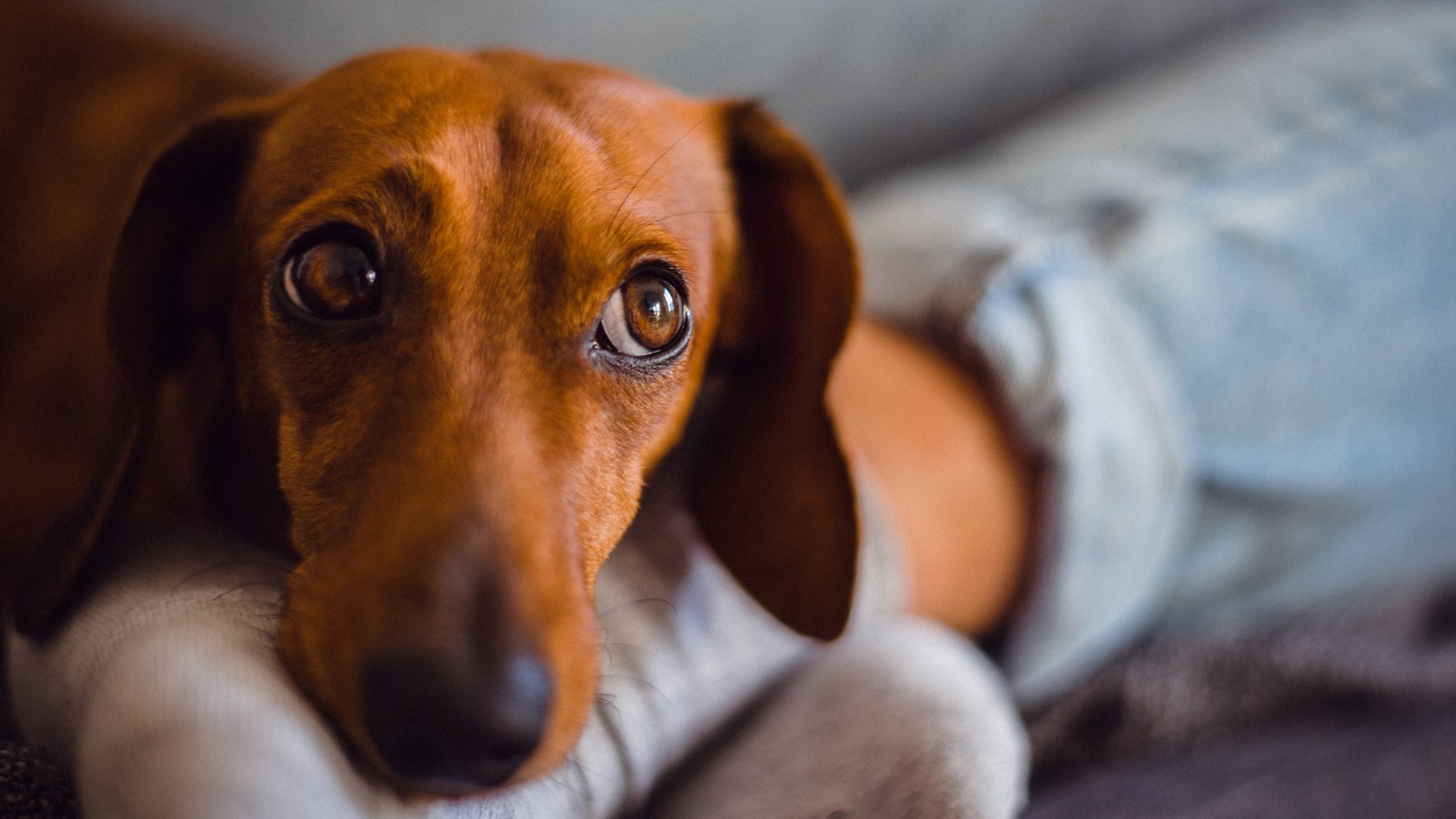 Corona: Kann man sein Haustier impfen lassen? 72 Hund