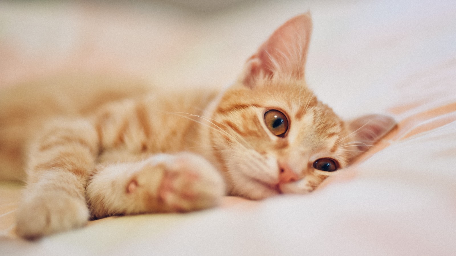 Ist meine Katze traurig? Diese 4 Anzeichen sprechen dafür! 72 Katze