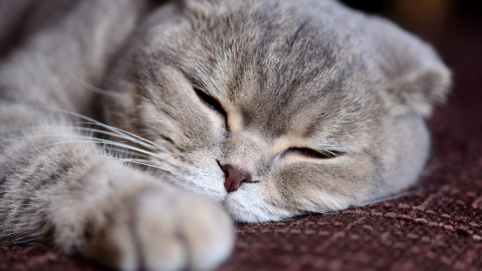 Was bedeutet Schluckauf bei meiner Katze? 72 Das bedeutet Schluckauf bei deiner Katze