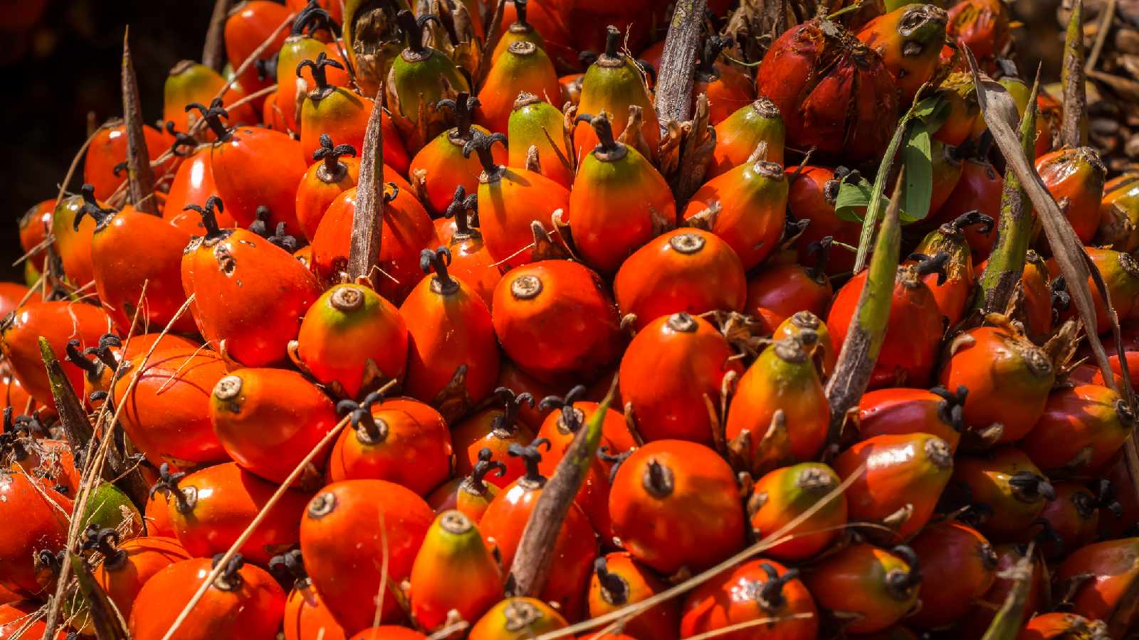 Darum solltest du nie Produkte mit Palmöl verwenden 61 Deshalb sollte man auf Palmöl verzichten