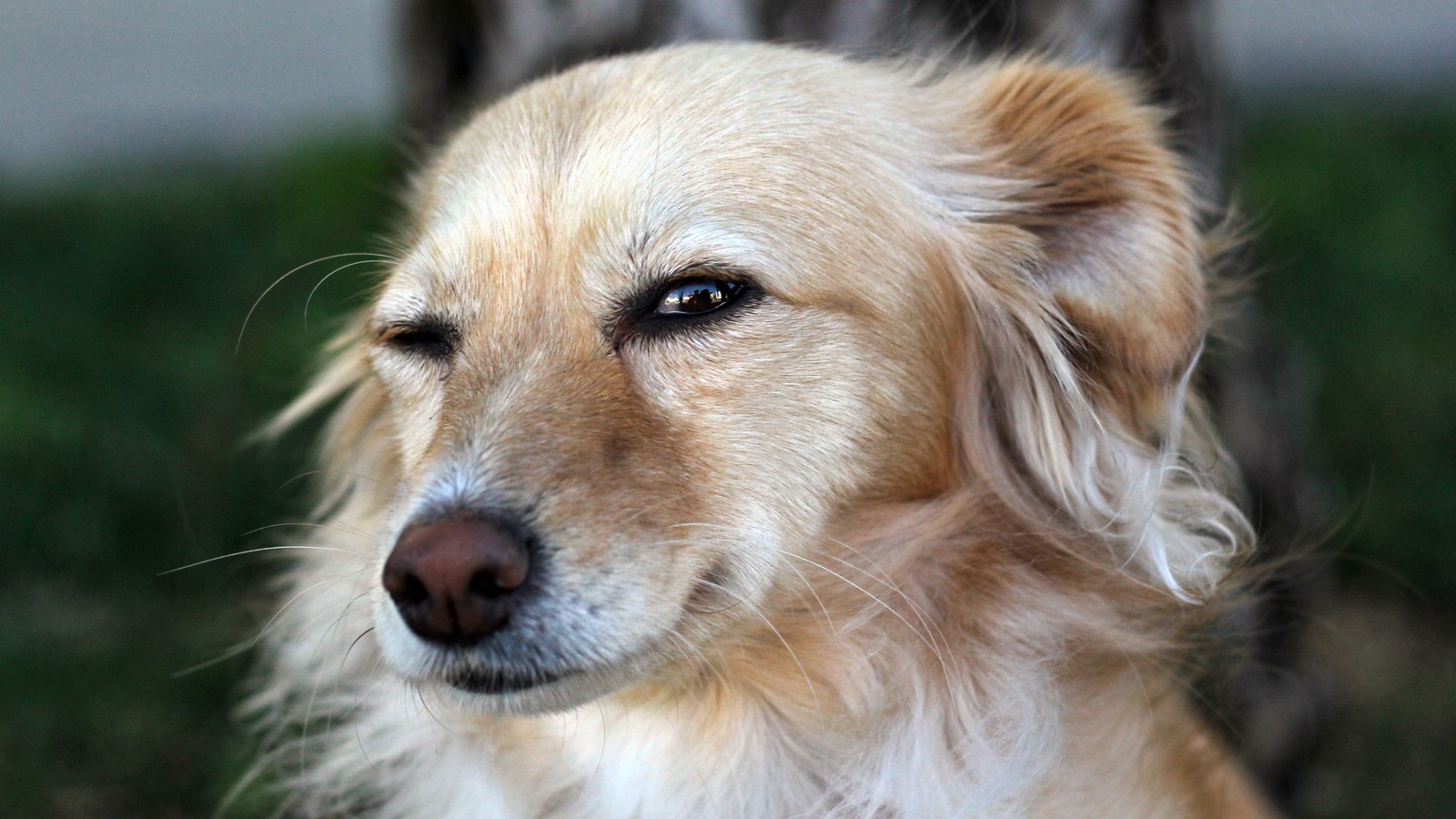 4 Gründe: Darum zwinkern Hunde wirklich! 72 Hund