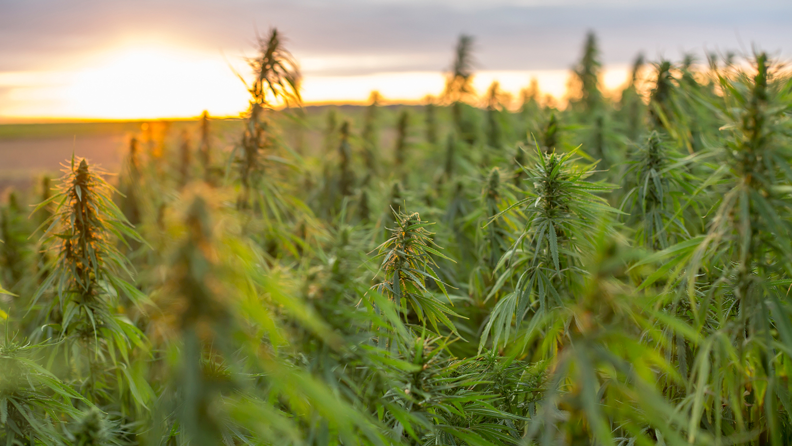Das ist die erste legale Cannabis-Plantage in Deutschland! 72 Cannabis
