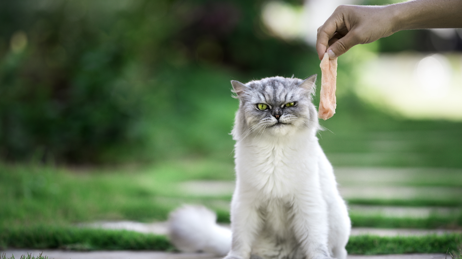 Petfluencer: Das sind die berühmtesten Haustiere 72 Das sind die berühmtesten Petfluencer