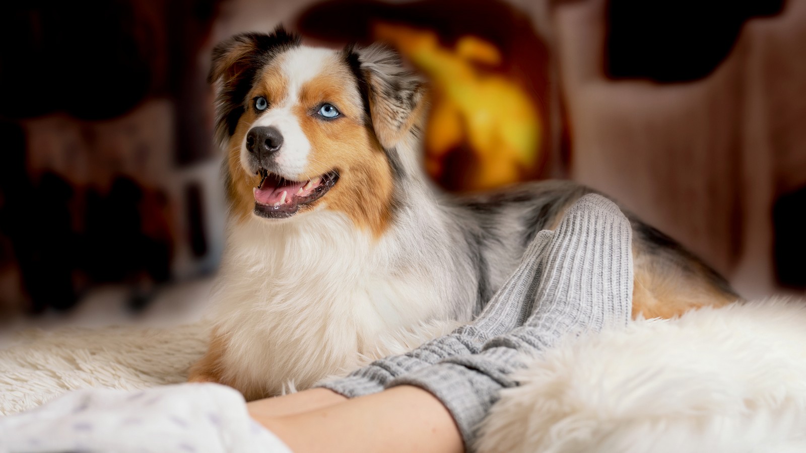 7 Dinge, die du tust - aber dein Hund hasst 72 Hund