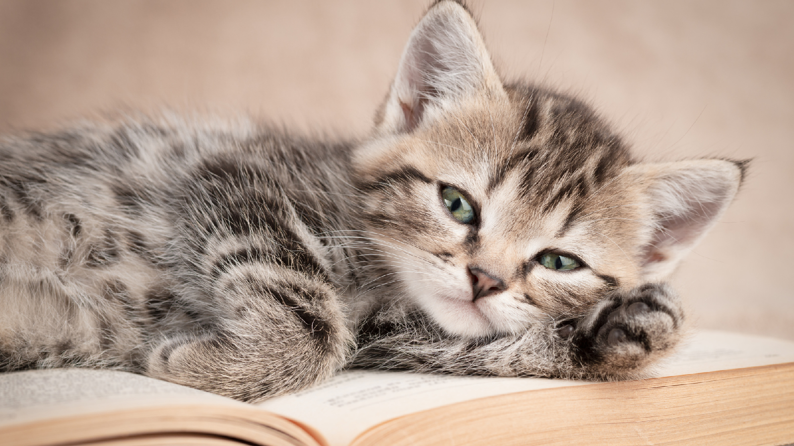 Das sagt das Fell einer Katze aus