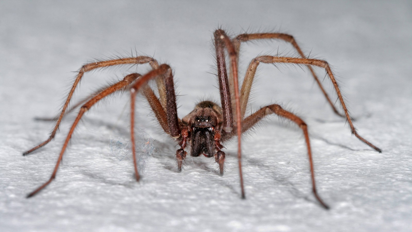 Hauswinkelspinne