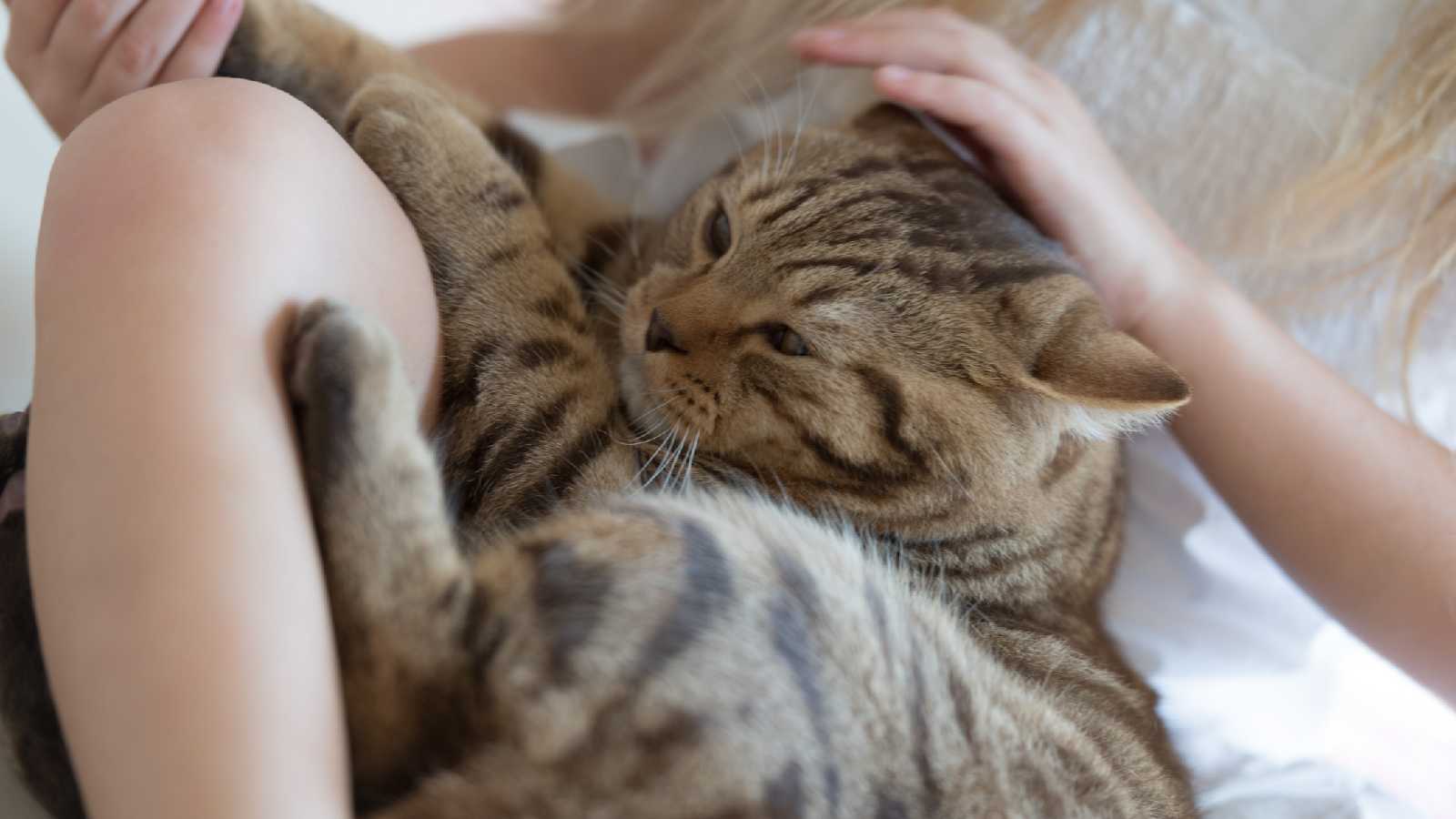 4 Gründe: Darum schnurrt deine Katze immer! 72 Darum schnurrt deine Katze