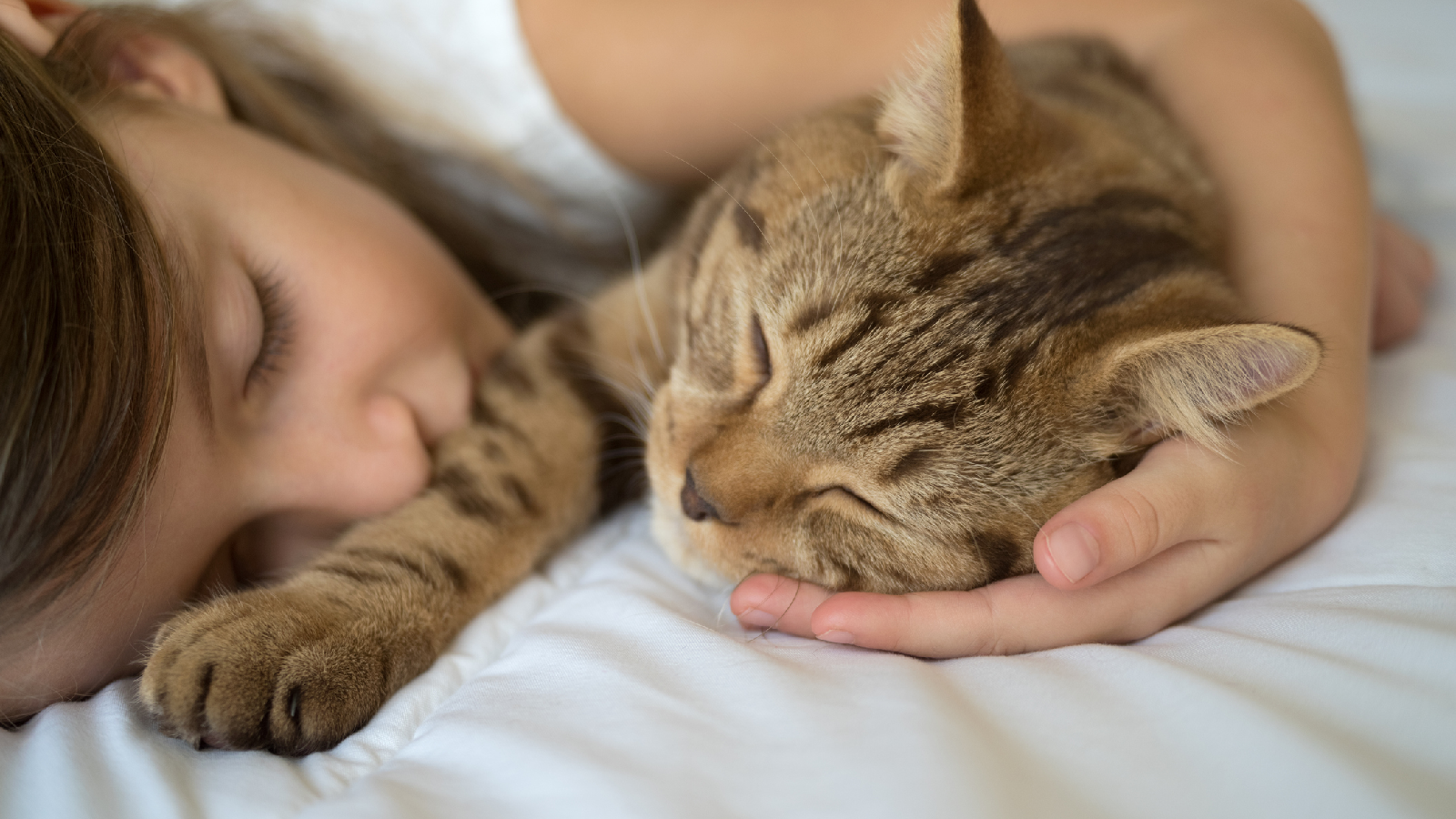Darum schnurrt deine Katze