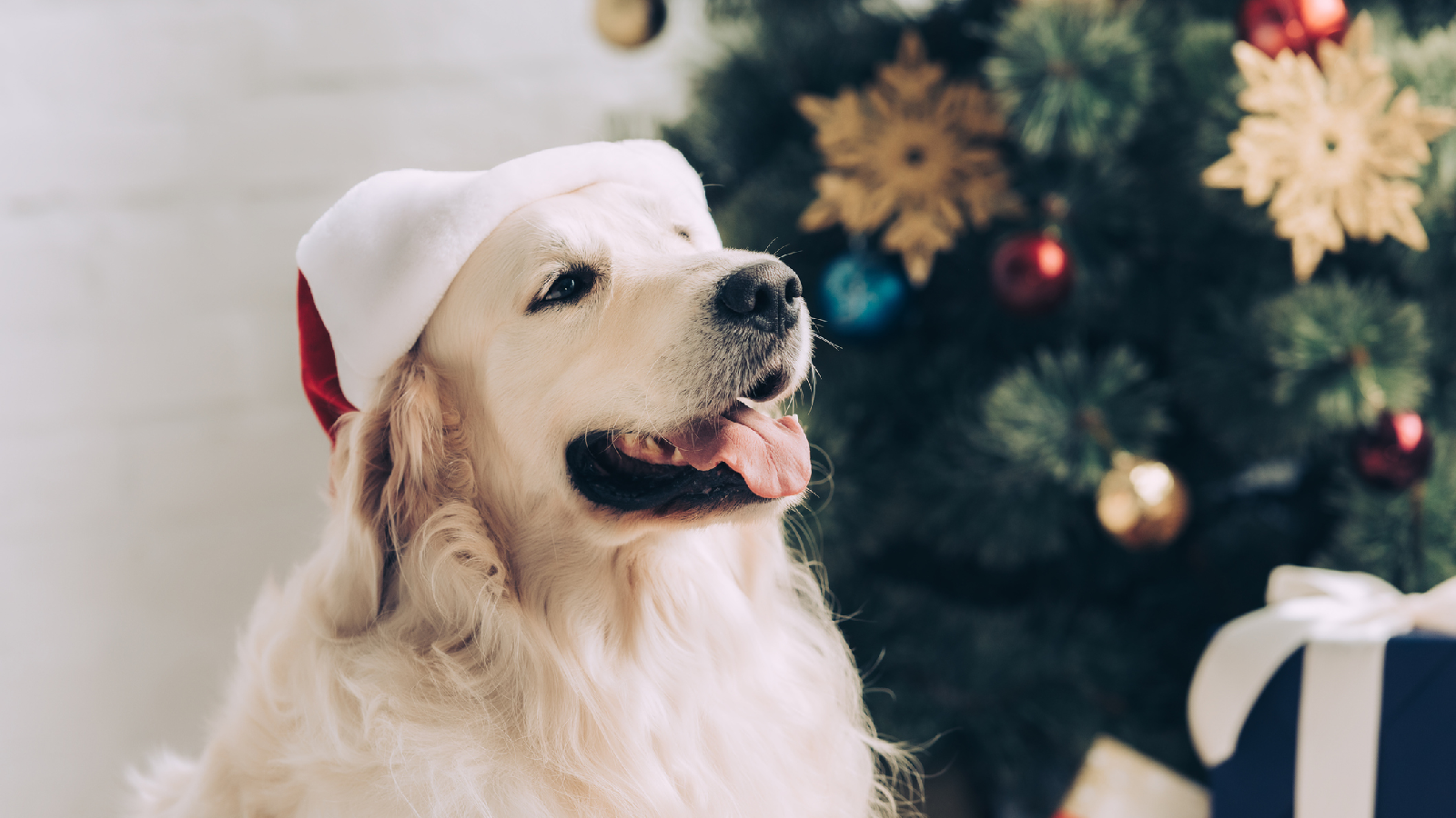 Weihnachten: Das perfekte Geschenk für deinen Hund 72 Weihnachten Hund 1