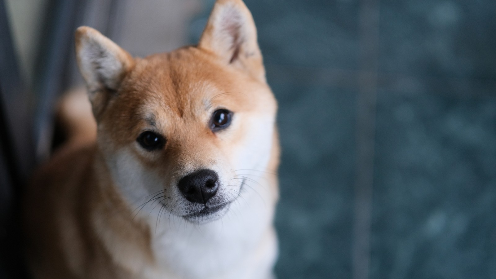 Shiba Inu