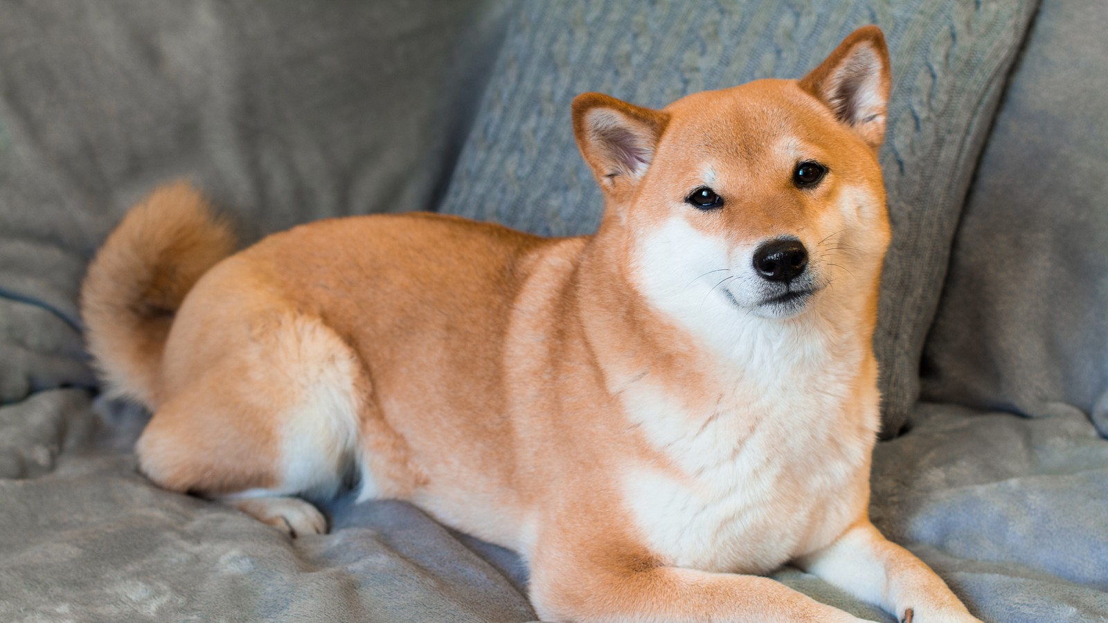Shiba Inu kaufen: Das sollten Hundebesitzer wissen! 72 Shiba Inu