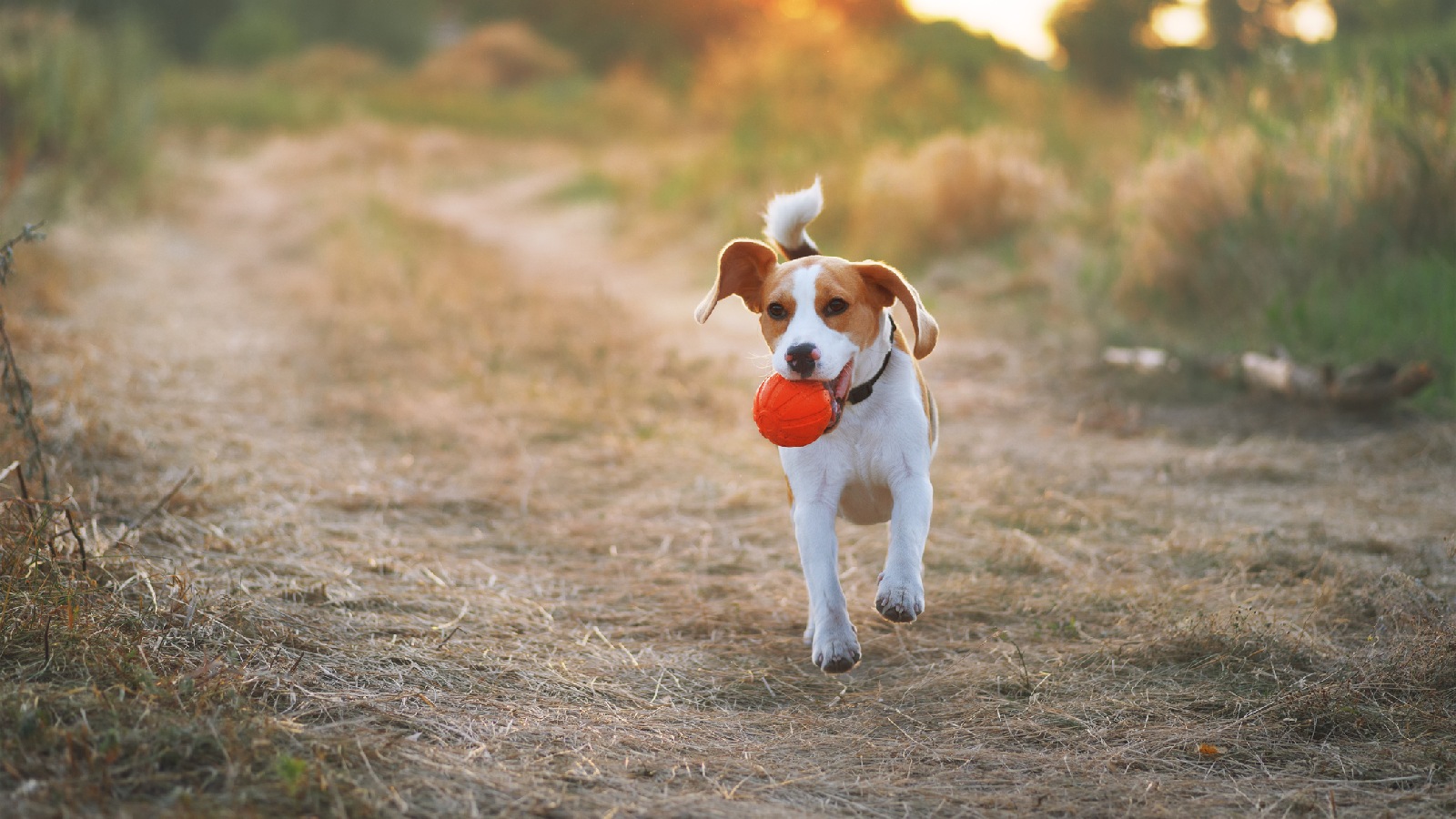 Darum ist es schlecht, wenn dein Hund rückwärts geht 72 Hund