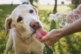 Mit diesen 4 Tipps schützt man sein Haustier vor der Sommerhitze