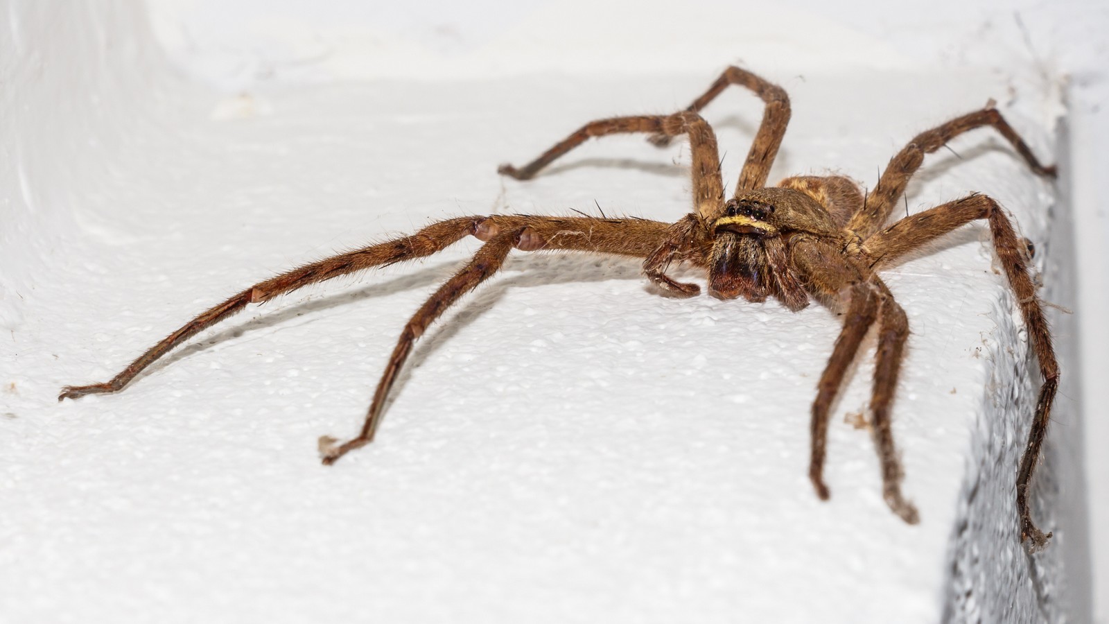 Hauswinkelspinne