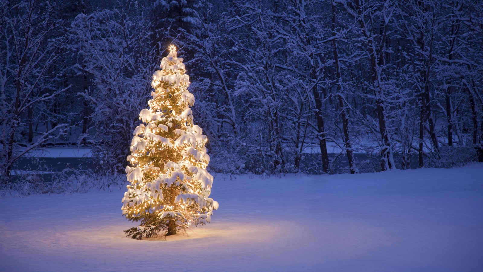 Weihnachtsbaum