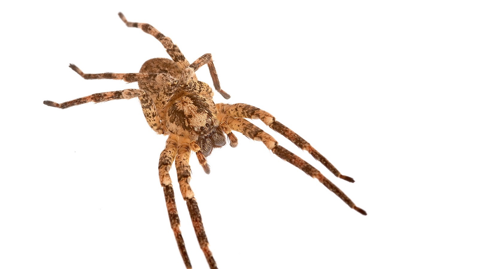 Nosferatu Spinne