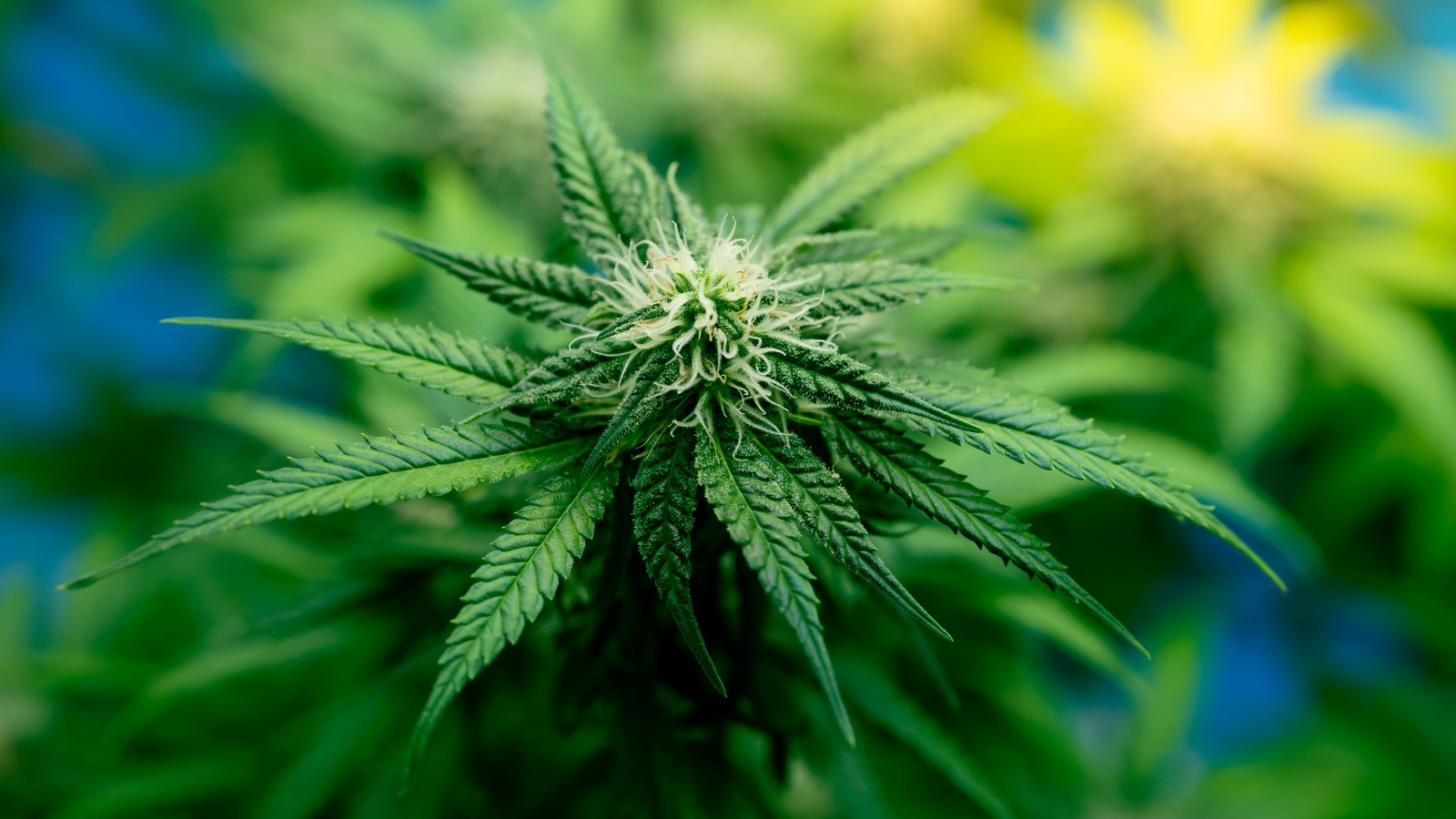 Das sind die Pläne: Wird Cannabis in Deutschland bald legalisiert? 61 Cannabis