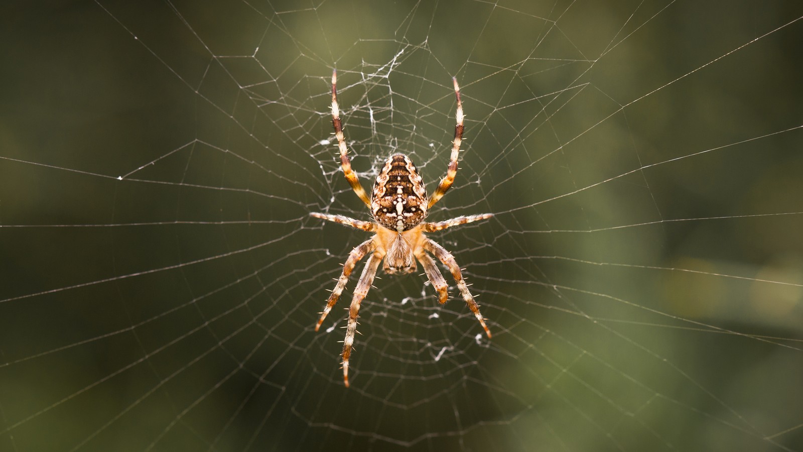 Spinne