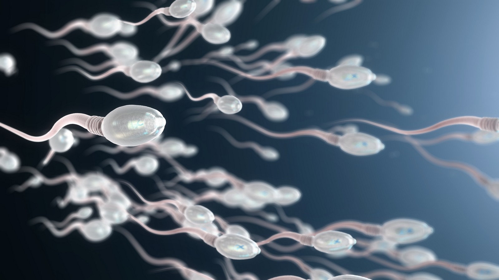 Sperma