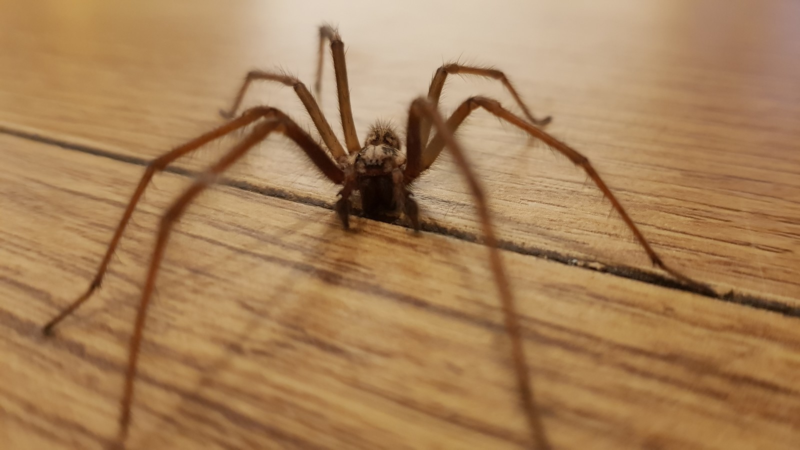 Spinne