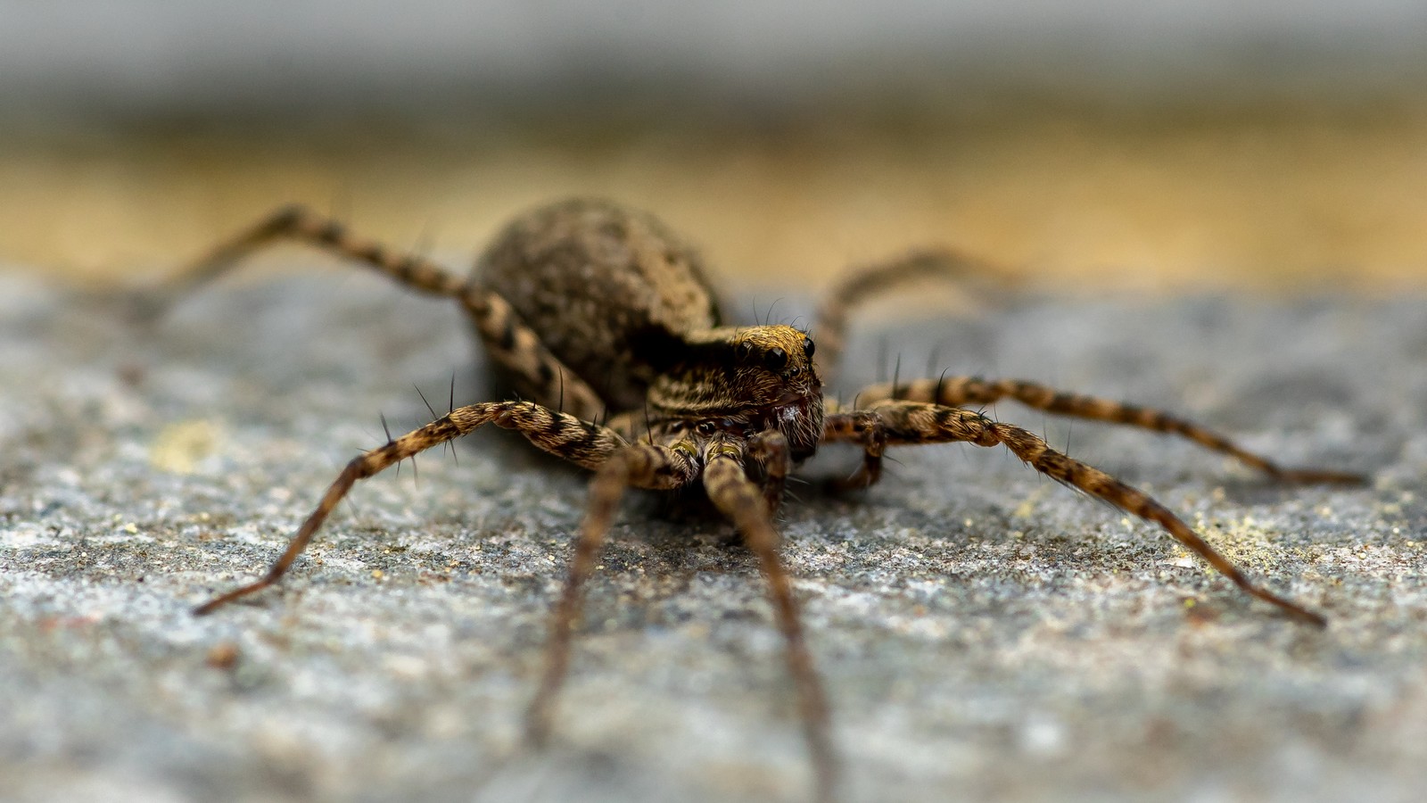 Spinne