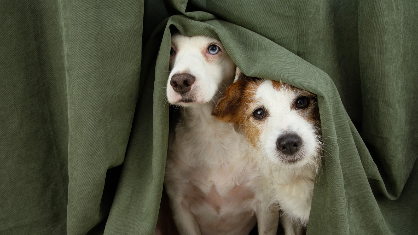 Zwei Hunde haben Angst