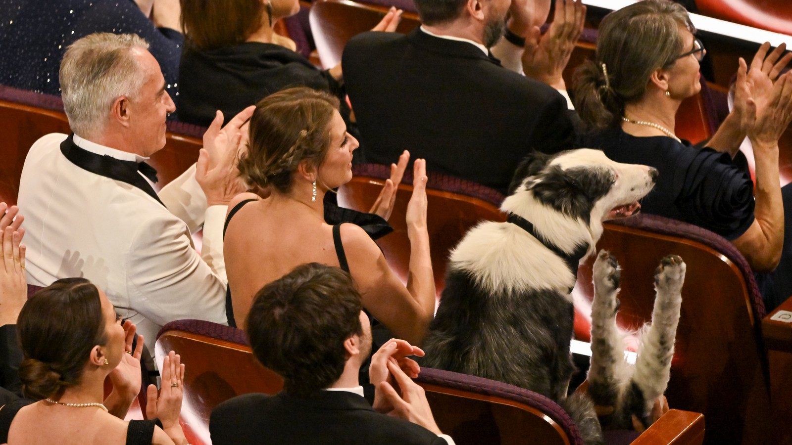 Hund Messi bei den Oscars 2024