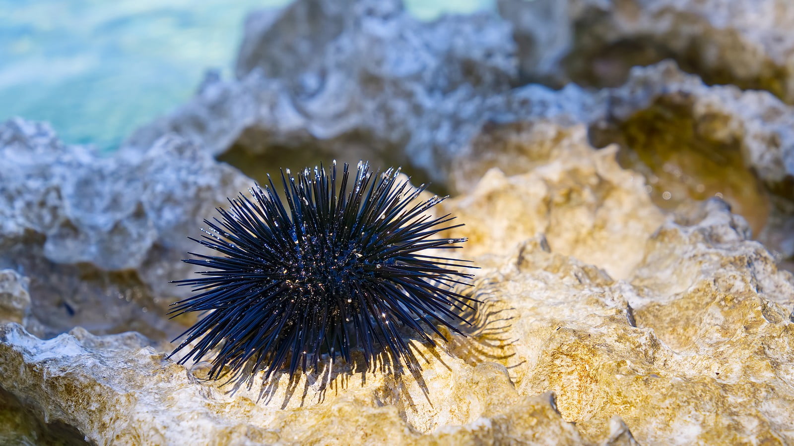 Seeigel