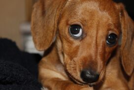 „Die stinken wie Aschenbecher“: So gefährlich ist Zigarettenrauch für Hund, Katze & Co.