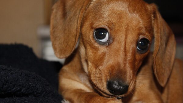 Hund
