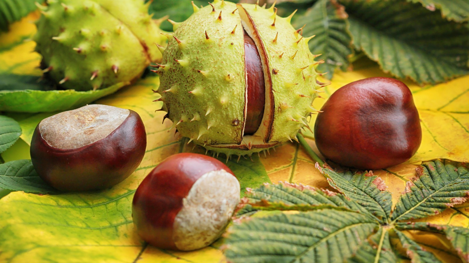 Mit dem Kastanien-Trick kann man Spinnen im Herbst fernhalten 61 Kastanie