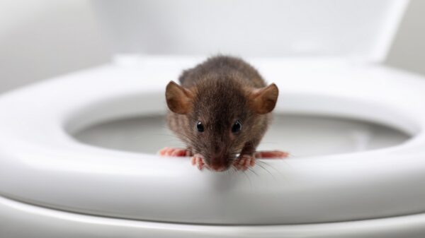 Ratte im Klo