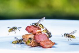 Mit dem Butterbrottüten-Trick können Wespen ferngehalten werden